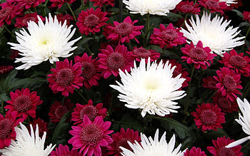 Plants, Flowers HD wallpaper