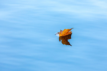 Nature, Water, Autumn, Leaflet, Maple HD wallpaper