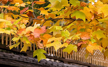 Nature, Autumn, Leaves, Wood, Tree, Crown, Krone, Branches, Branch, Roof HD wallpaper