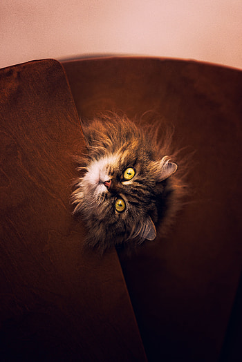 Animals, Cat, Fluffy, Pet, Grey HD phone wallpaper