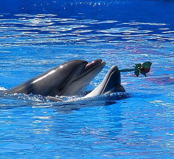 dolphin love rose, blue, rose, animals, love, nature, water, dolphin HD wallpaper
