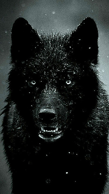 wolf , Ultra portrait, Stunning clarity, Immersive experience HD phone wallpaper