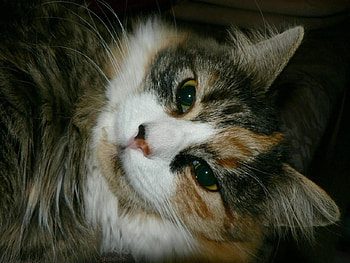 Close-up, animal, eyes, face, cat HD wallpaper