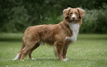 Animals, Grass, Fluffy, Dog, Color, Stroll HD wallpaper