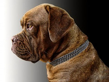 Sentry, dog, protection, Mastiff, love HD wallpaper