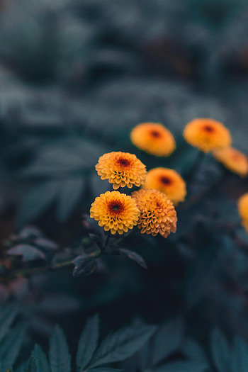 Flowers, Plant, Daisies HD phone wallpaper