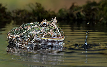 Frog ry, Pond scenery, Toad's habitat HD wallpaper