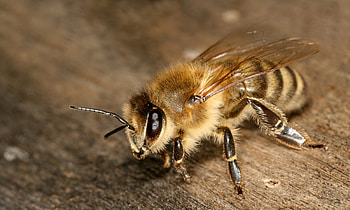 Insect, Animal, Bee, Close Up, Macro, Insects HD wallpaper