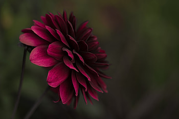 Flowers, Flower, Petals, Bud, Blur, Smooth HD wallpaper