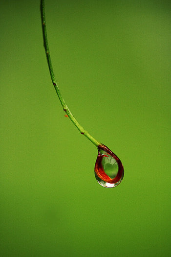 Macro, Branch, Drop HD phone wallpaper
