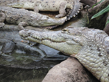 Orinoco Crocodile, animal, orinoco, crocodile, reptile HD wallpaper