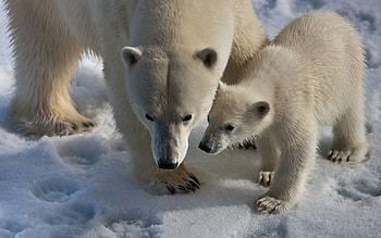 Animals, Snow, Young, Stroll, Trail, Joey, Trace, White Bears, Polar Bears HD wallpaper