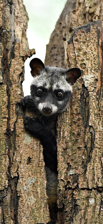 Asian Palm Civet, Latest HD phone wallpaper