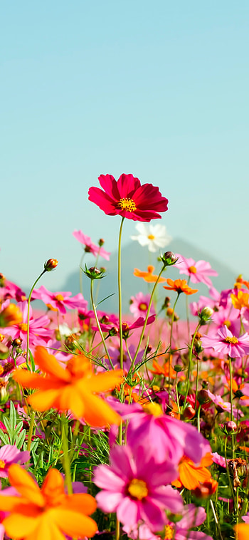 pink flower, meadow, flower, summer, nature HD phone wallpaper