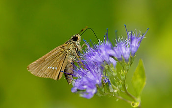 Animals, Flower, Macro, Insect, Field, Butterfly HD wallpaper