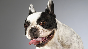 LOOK ME RIGHT IN MY EYE DONT LIE, bulldog, chubby, somewhat, breed HD wallpaper