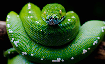 Green python, Snake scales, Reptile eyes, Colorful serpent HD wallpaper