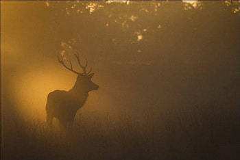 Autumn dawn, , wild, mist, dawn, fog, wildlife, animals, field, deer, autumn, nature, , forest HD wallpaper