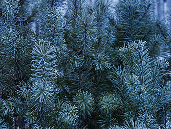 Siberian Winter, trees, nature HD wallpaper