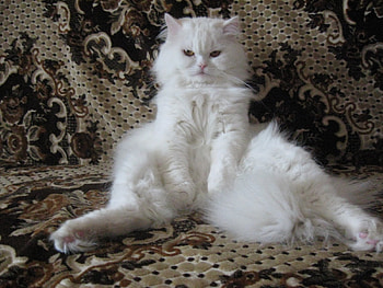 Animals, Cats HD wallpaper