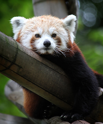 Animals, Muzzle, Nice, Sweetheart, Bamboo, Red Panda HD phone wallpaper