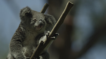 Koala in tree, Australia, Stock video HD wallpaper
