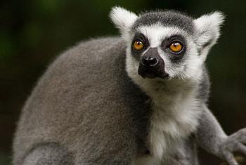 Animals, Muzzle, Sight, Opinion, Animal, Lemur HD wallpaper