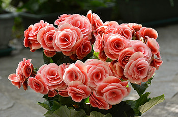 Begonia, pink, blossom, flower HD wallpaper