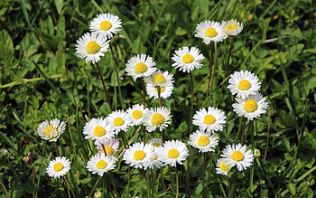Daisies, nature, white, flowers HD wallpaper