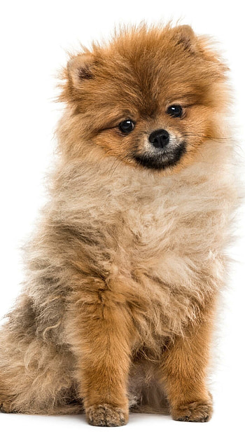 Pomeranian, Top , Background , Lovely fluff HD phone wallpaper