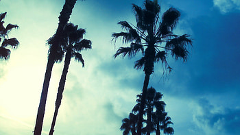 Palm tree perfection, Tropical inspiration, elegance, Nature's marvel HD wallpaper