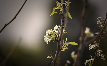 Leaves, Plant, Macro, Dark, Branch HD wallpaper