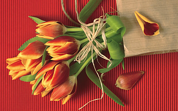 Plants, Flowers, Tulips, Bouquets HD wallpaper