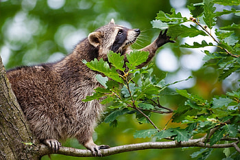 Animals, Leaves, Branch, Climb, Raccoon HD wallpaper
