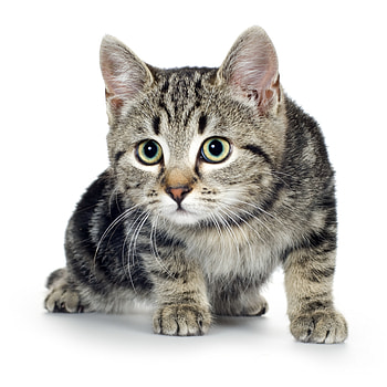 Animals, Cats HD phone wallpaper