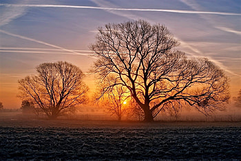 Winter trees, winter, trees, sky, sunset HD wallpaper
