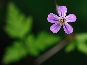 SPRING, delicate, leaves, wild, flower HD wallpaper