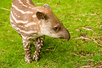 Brazilian tapir, Flamingo land resort, Tapir, Resort HD wallpaper