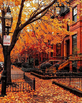 Boston usa, orange, nature HD phone wallpaper