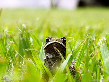 Animals, Grass, Frogs HD wallpaper