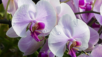 Orchids, flowers, exotic, petals HD wallpaper