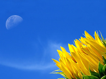 Nature, Sky, Moon, Sunflower HD wallpaper