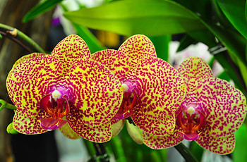 Flowers, Spotted, Branch, Orchids, Exotic, Exotics HD wallpaper