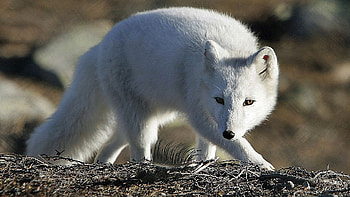 Arctic fox portrait, Snowy white fur, Icy backdrop, Winter wonderland HD wallpaper