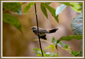 PRETTY BIRD, PRETTY, NATURE, , BIRD HD wallpaper