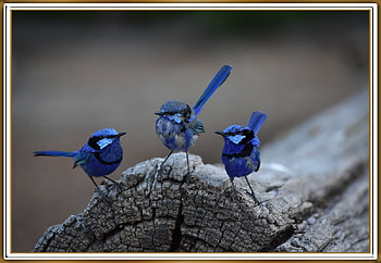 FRAMED BIRDS., BIRDS, NATURE, , FRAMED HD wallpaper