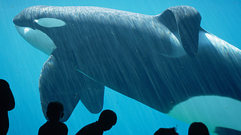 The Whale Who Would Not Be d, New York Times, Movies HD wallpaper