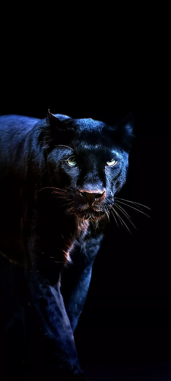 Black cat, terrestrial animal, whiskers HD phone wallpaper