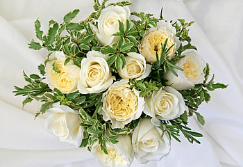 Flowers, Roses, Registration, Typography, Bouquet, Snow White HD wallpaper