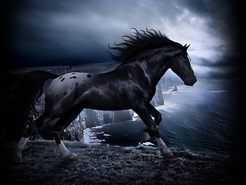 Animals, Horses HD wallpaper